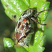 Hoplia aureola - Photo (c) onidiras-iNaturalist, algunos derechos reservados (CC BY-NC), subido por onidiras-iNaturalist