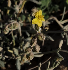 Helianthemum stipulatum