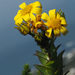 Osteospermum rotundifolium - Photo (c) Felix Riegel, algunos derechos reservados (CC BY-NC), subido por Felix Riegel