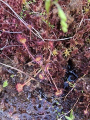 Drosera rotundifolia image
