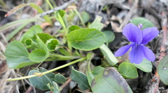 Viola adunca adunca