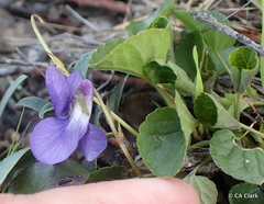 Viola adunca adunca