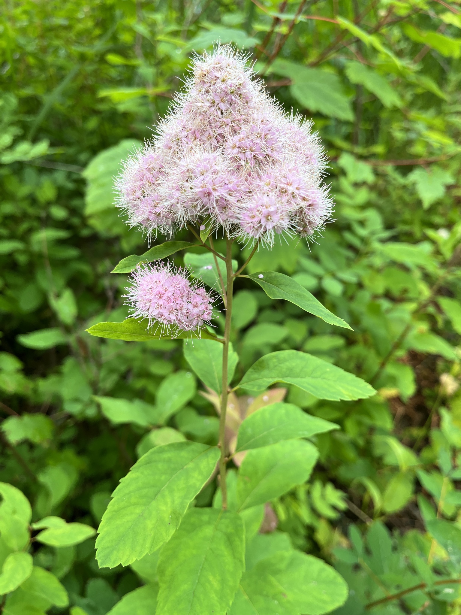 Spiraea X pyramidata