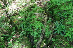 Asplenium scolopendrium americanum