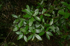 Gaultheria paniculata