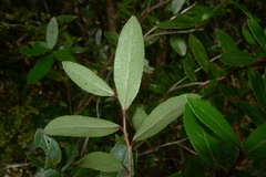 Gaultheria paniculata