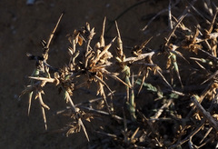 Noaea mucronata