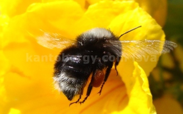 Bombus funebris image