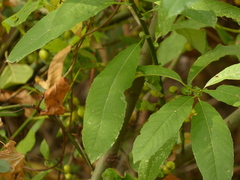 Salix prolixa