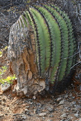 Ferocactus diguetii