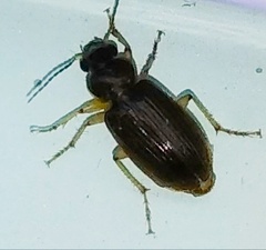 Coleoptera