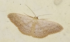 Idaea ptyonopoda