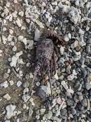 Panulirus inflatus