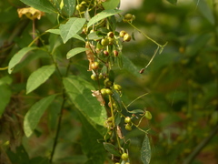Salix prolixa
