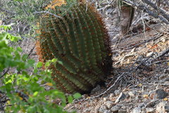 Ferocactus diguetii