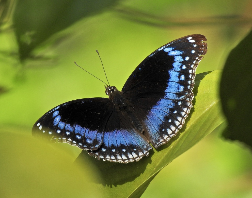 Blue-banded Eggfly