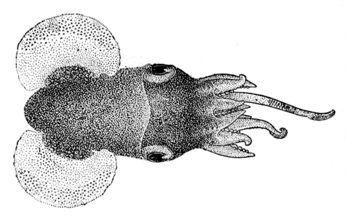 Representative image of Heteroteuthis