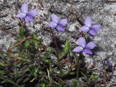 Viola decumbens