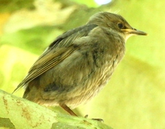 Sturnus vulgaris