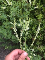 Melilotus albus image