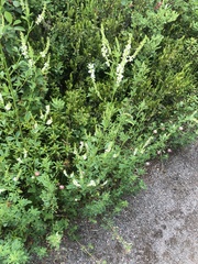 Melilotus albus image