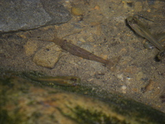 Neocaridina