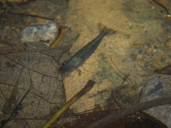 Neocaridina