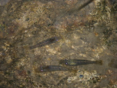 Neocaridina