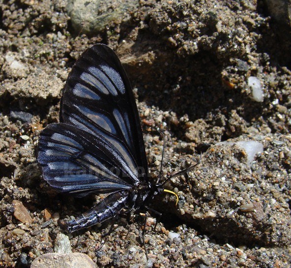 Gonora hyelosioides image