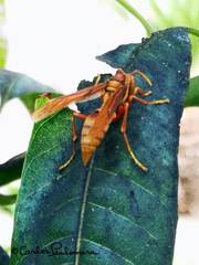 Polistes carnifex carnifex