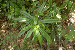 Melicytus lanceolatus