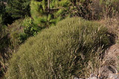 Elytropappus