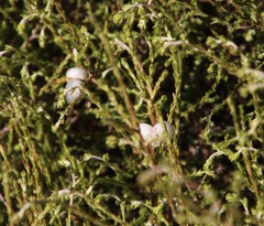 Elytropappus