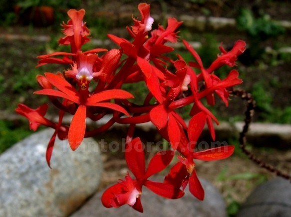 Epidendrum cochlidium image