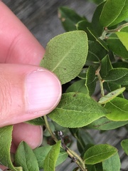Vaccinium angustifolium image