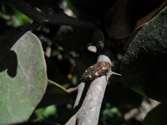 Acmaeodera prorsa