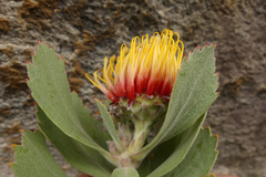 Leucospermum mundii