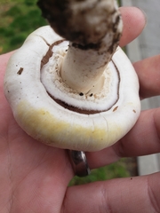 Agaricus