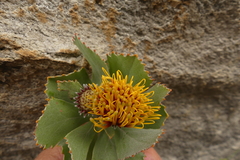 Leucospermum mundii