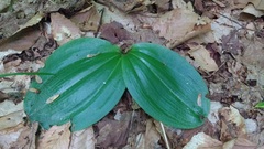 Platanthera orbiculata