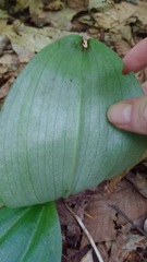 Platanthera orbiculata