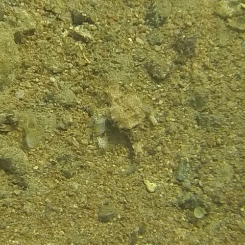Eurypegasus draconis