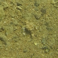 Eurypegasus draconis