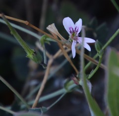 Pelargonium tabulare