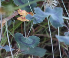 Pelargonium tabulare