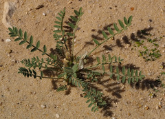 Astragalus tribuloides
