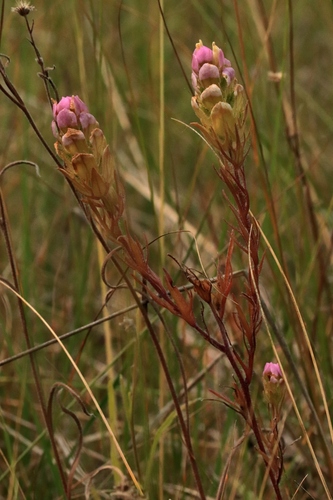 Image of Orthocarpus tenuifolius by (c) Ian Adams, some rights reserved (CC BY)