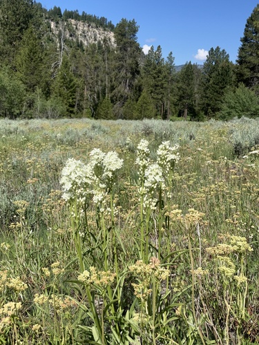 Image of Frasera montana by (c) Aaron Liston, some rights reserved (CC BY)