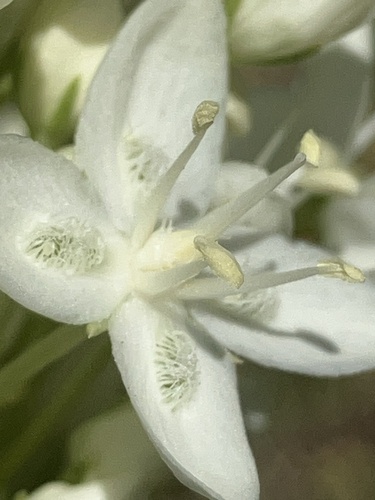 Image of Frasera montana by (c) Aaron Liston, some rights reserved (CC BY)