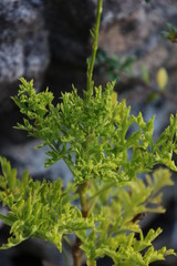 Glia prolifera